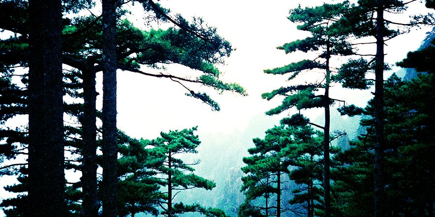 Lush Pine Forest